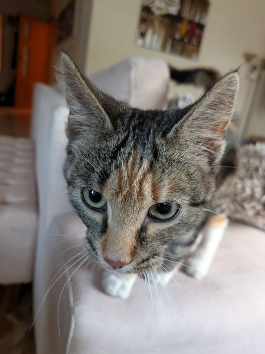 Znaleziony kot w lesie w Malachinie