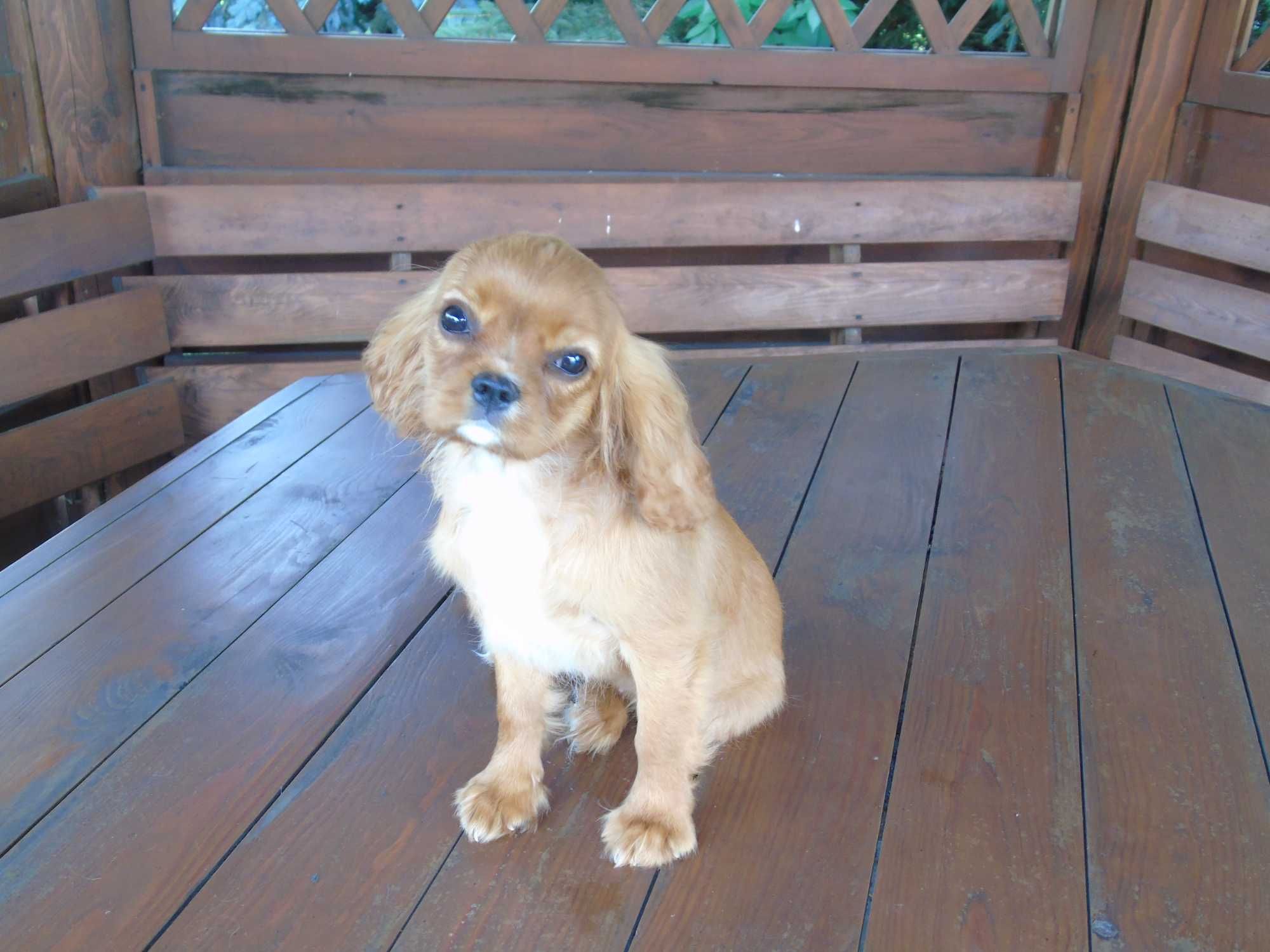 Cavalier King Charles Spaniel sunia