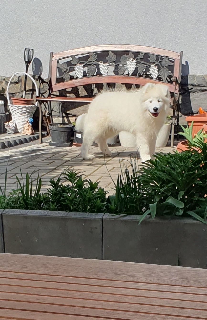 Szczeniak samoyed FCI