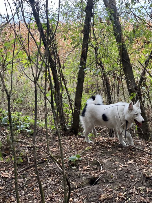 Підрощений кобельок Російсько Європейської Лайки