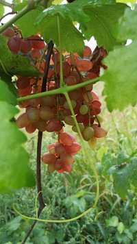 Сажанці винограду