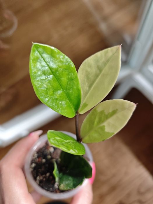 Zamioculcas variegata