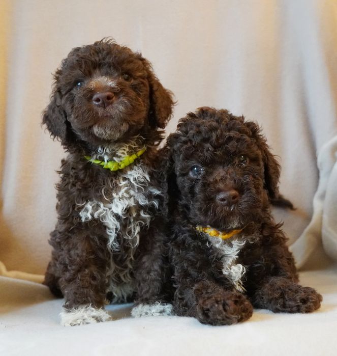 Lagotto Romagnolo brązowy piesek ZKwP/FCI