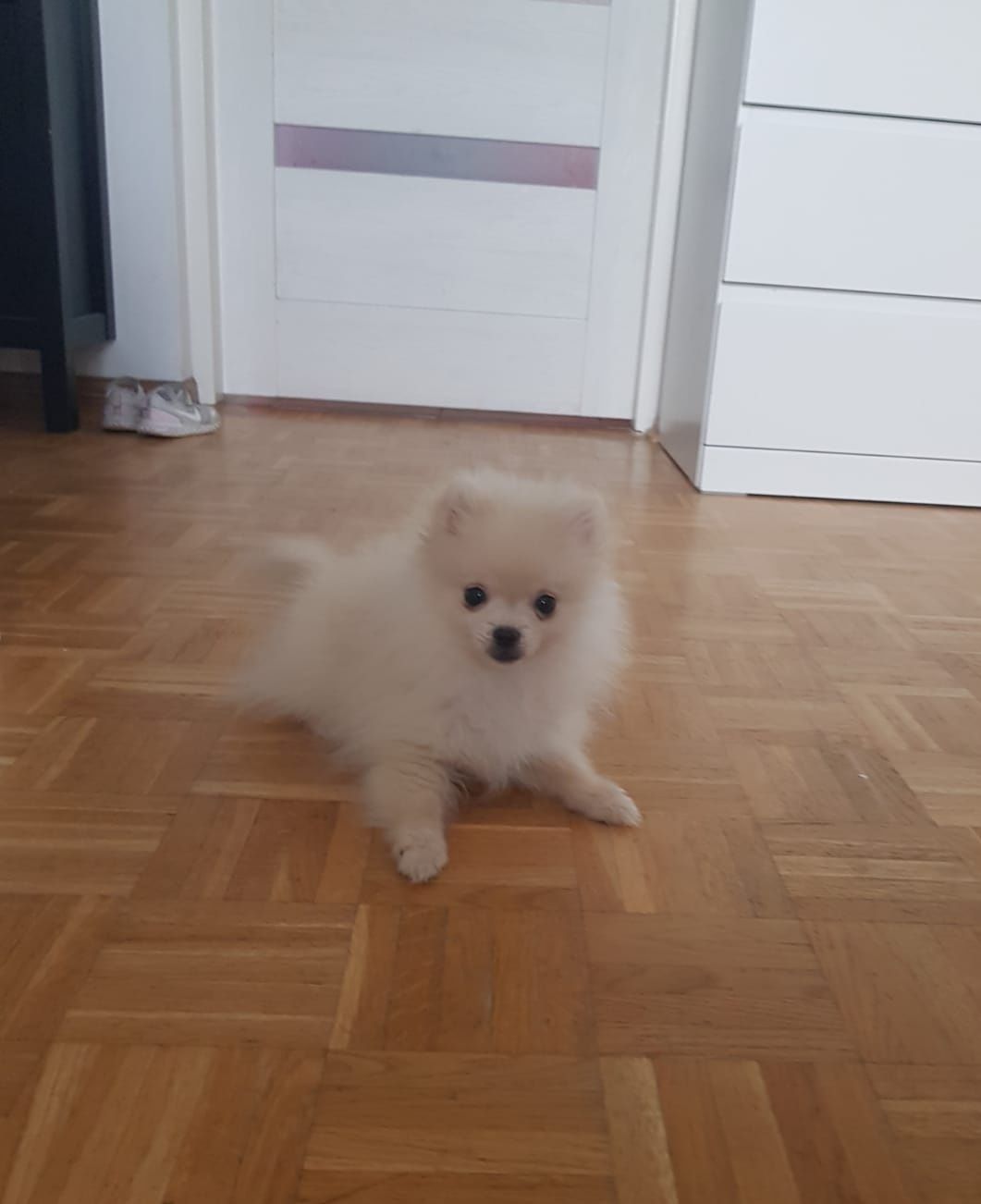 Pomeranian Szpic Miniaturowy Piesek Puszek