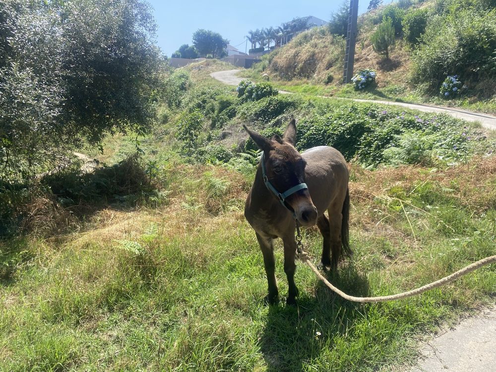 Burro macho cruzado de ponei