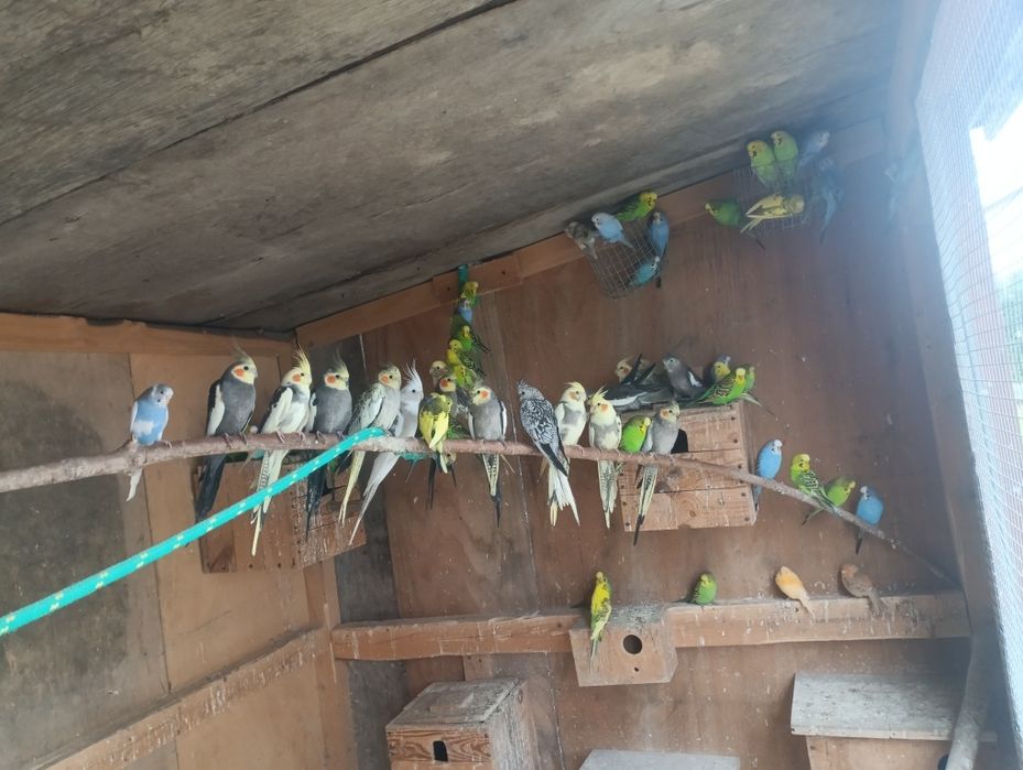 Sprzedam papużki nimfy