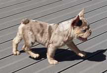 Buldog francuski