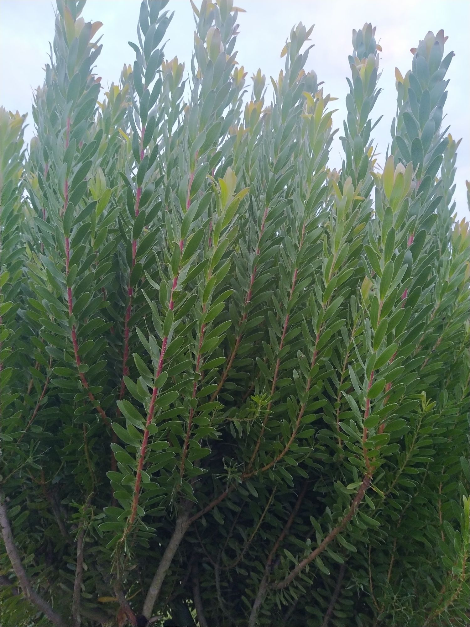 Leucadendron para venda