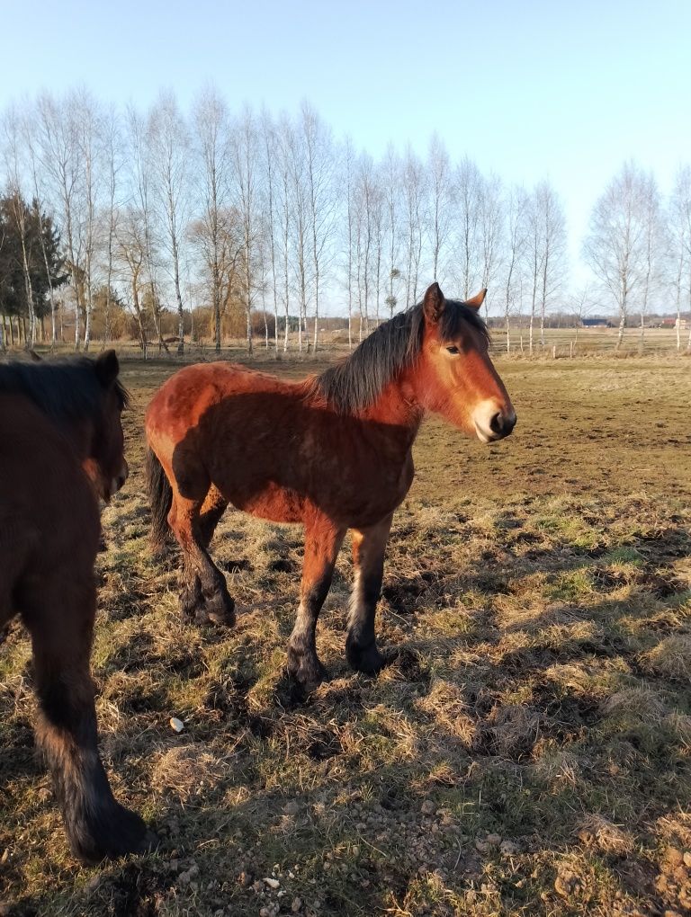 Sprzedam klaczke zimnokrwista