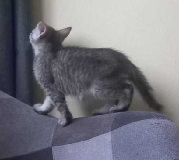 Urocze kociaki polecają się do adopcji:)