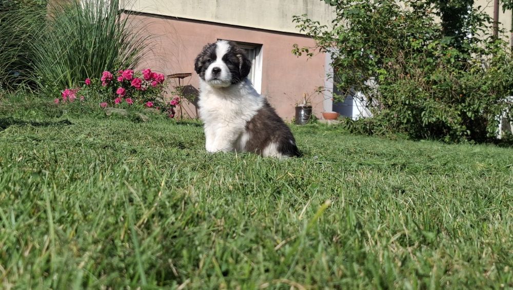 Szczenię Bernardyn suczka