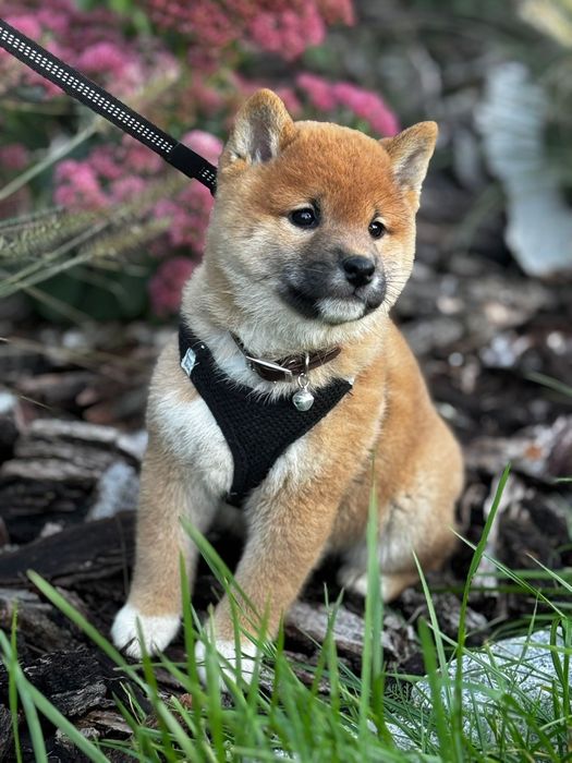 Shiba Inu Sachura