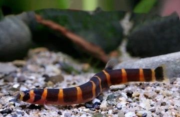 Rybki do akwarium - Piskorek Piskorki Kuhla ( Kuli Kuli )