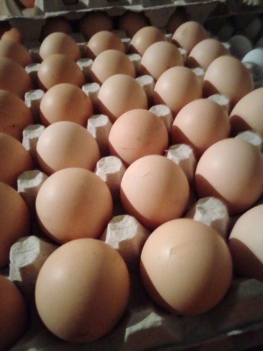 Świeże jajka duże prosto z wsi