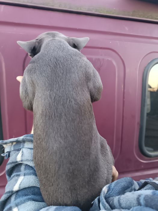 Мега круті Французи, мега різних кольорах,мега розумні!