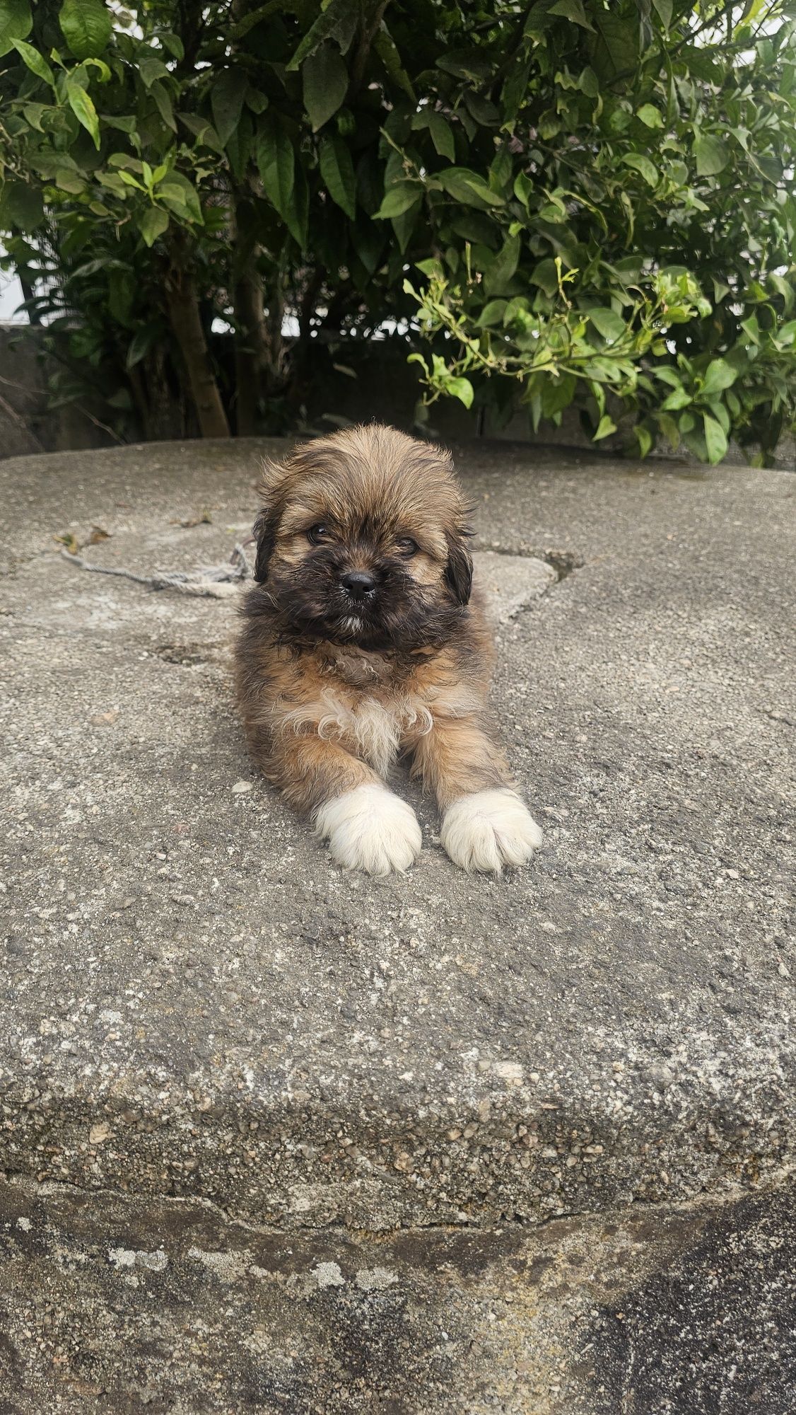 Shih tzu fêmea macho