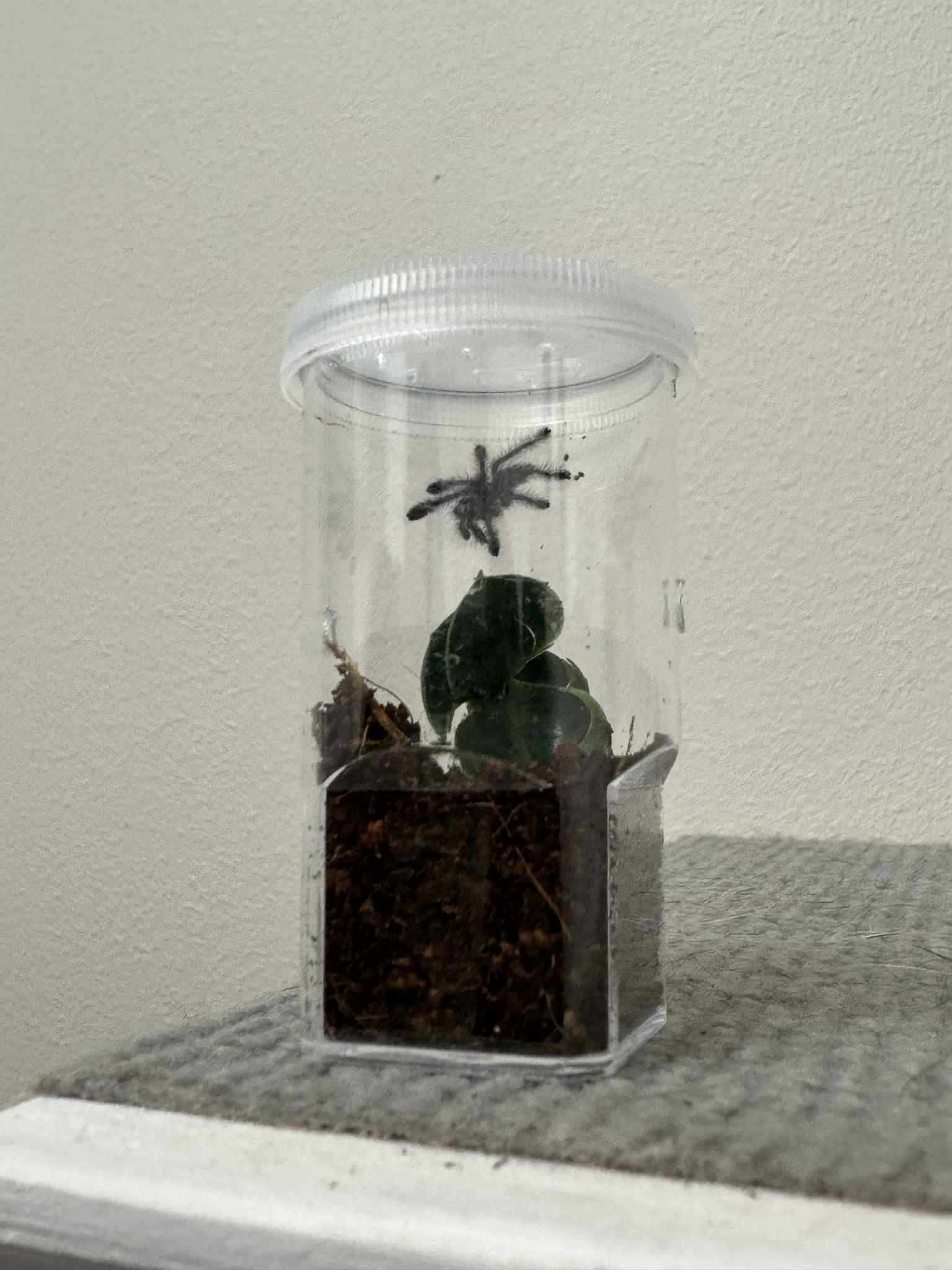Pająk ptasznik Avicularia purpurea L1/2 Wrocław