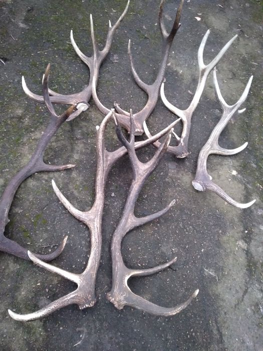 Продам рога оленя , лося кг 800 грн