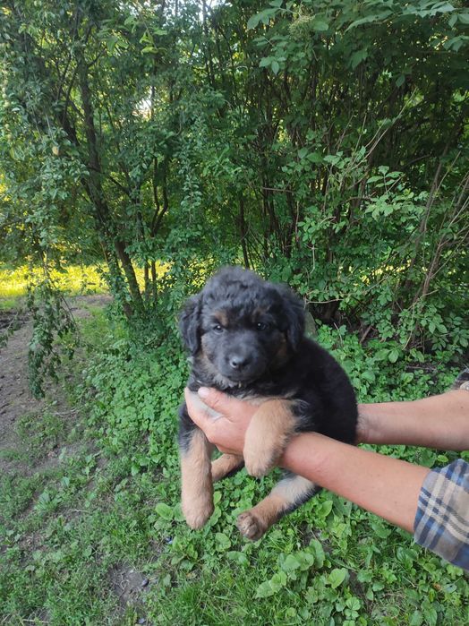 Віддам цуциків в добрі руки