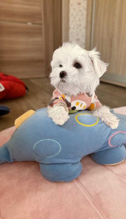 чудо мальтезе дівча міні КСУ