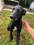 Eça - cachorro para adoção de porte medio