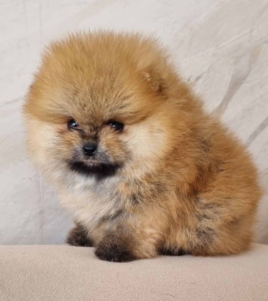 Suczka. Szpic miniaturowy pomeranian