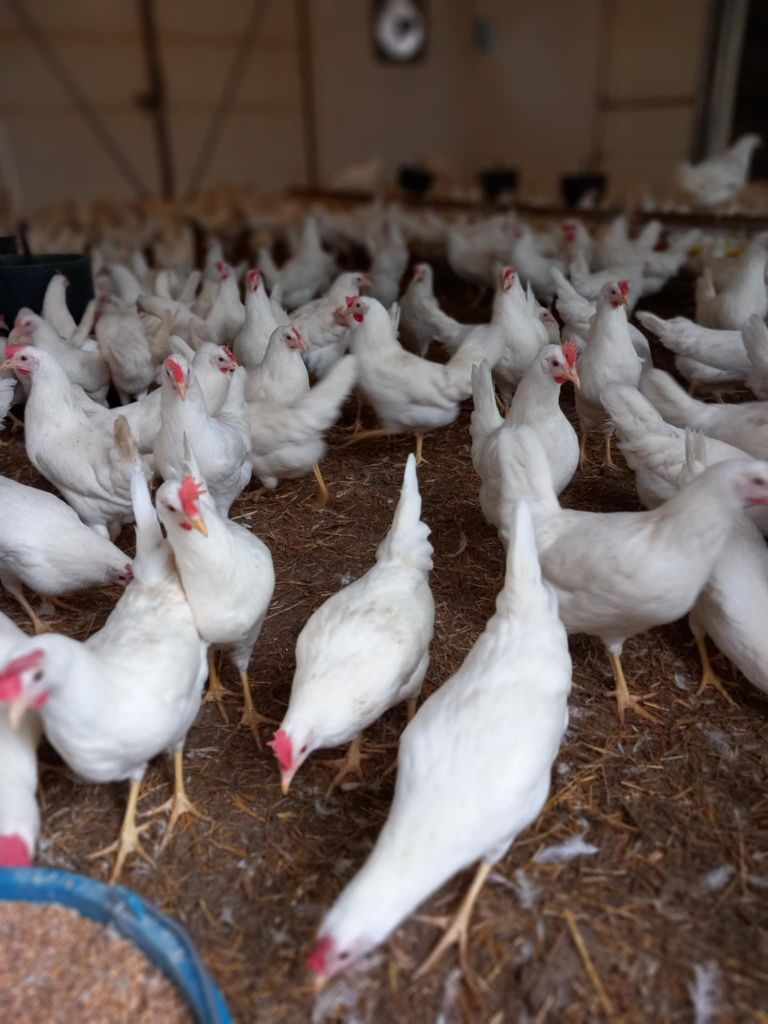 Kury Nioski Leghorn Leghorny Młode Kurku 23 tyg