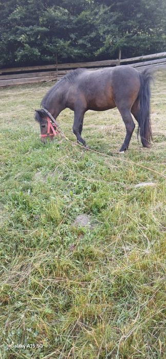 Kuc 110 cm ogierek sprzedam