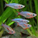 Oryzias - Peixe de Arroz água doce