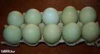 Jajka lęgowe zielone