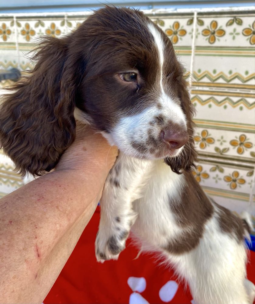 Bebé Springer spaniel linha de trabalho exemplrar