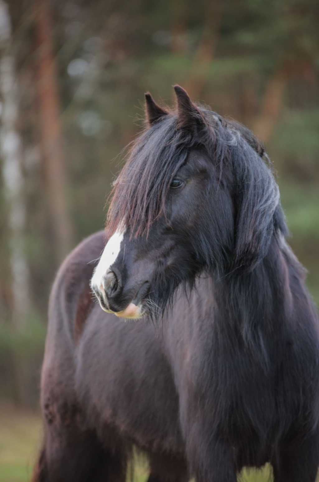 Gypsy cob urocza klacz