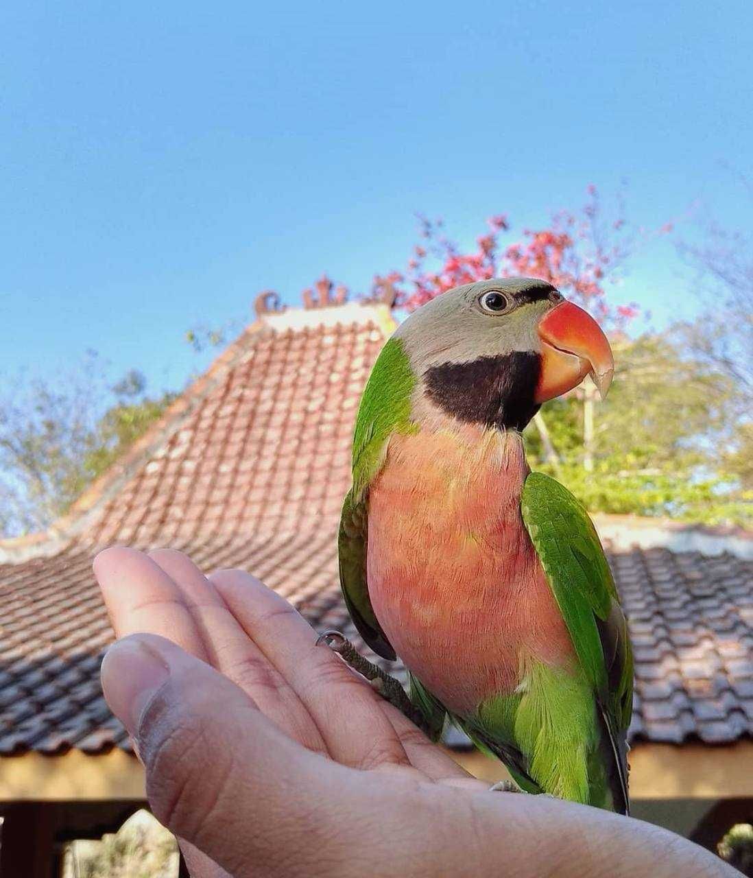 Неймовірні Ожерелова папужка, Рожевогрудий кільчастий папуга