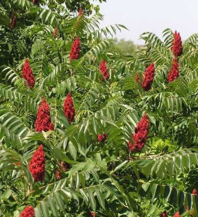 Папоротник Хоста Канаркова трава