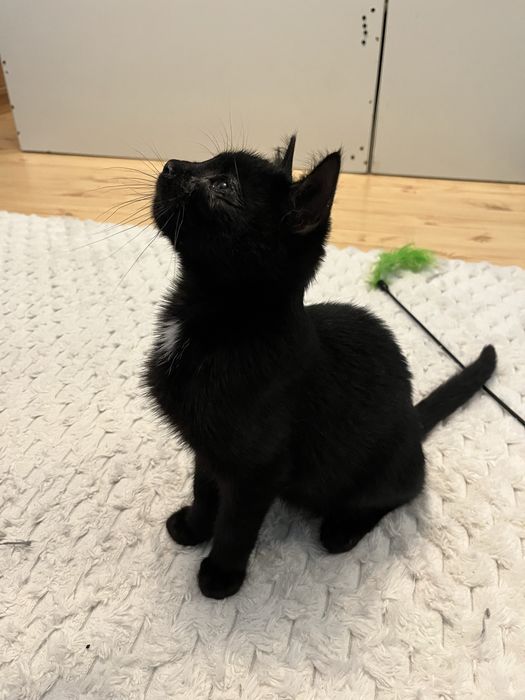 Oddam w dobre ręce.