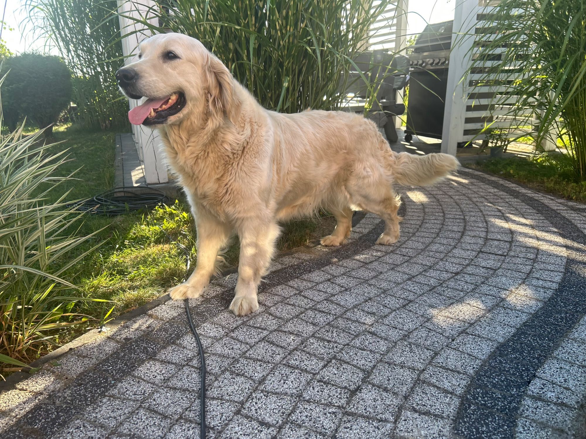 Golden Retriever przyjazna radosna sunia Goldenka