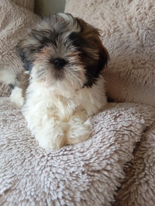 Szczeniaczek shih-tzu piesak