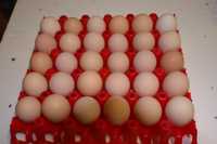 jaja wiejskie jajka gospodarskie wolny wybieg 30szt