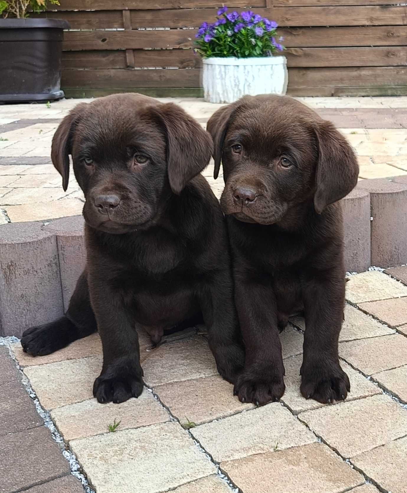 Labrador Retriver - szczeniak- rodowód ZKwP