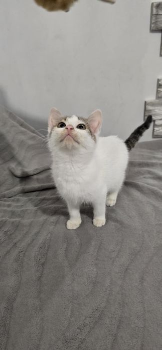 Oddam młodą kocice