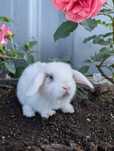Mini lop, baranek miniaturka, metryka