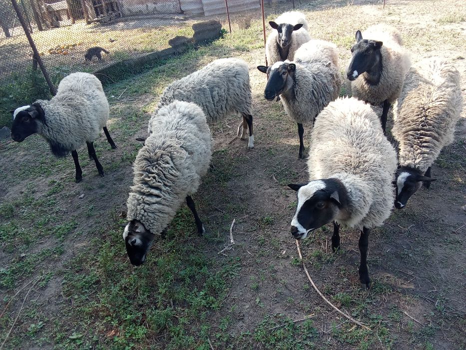 ПРОДАМ. Красавців