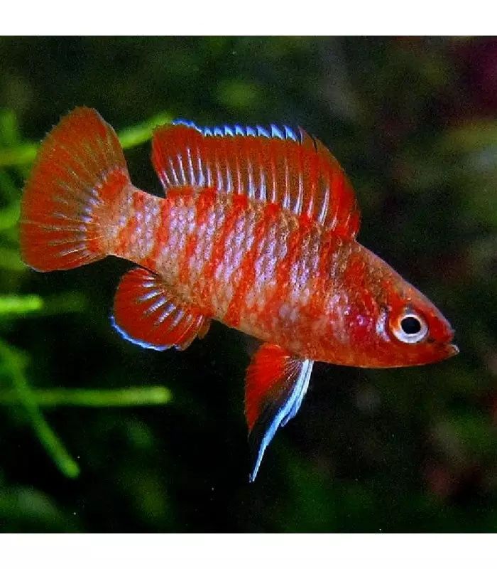 badis escarlate, Dario escarlate. peixe indiano raro