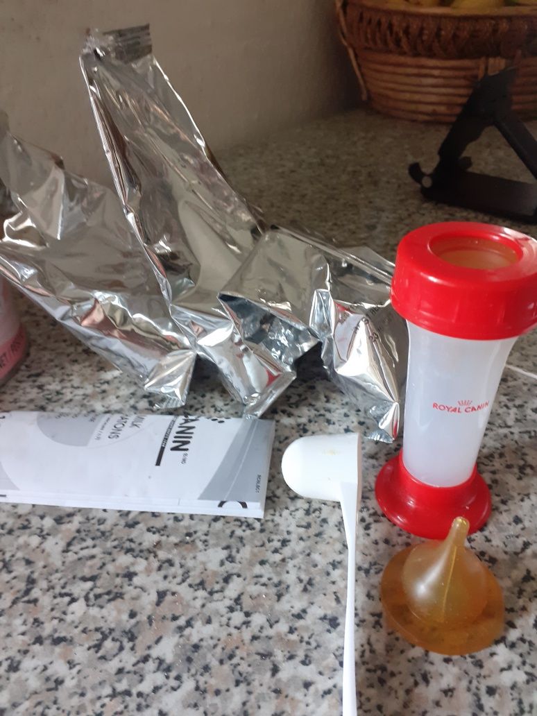 Leite gatinhos recém nascidos
