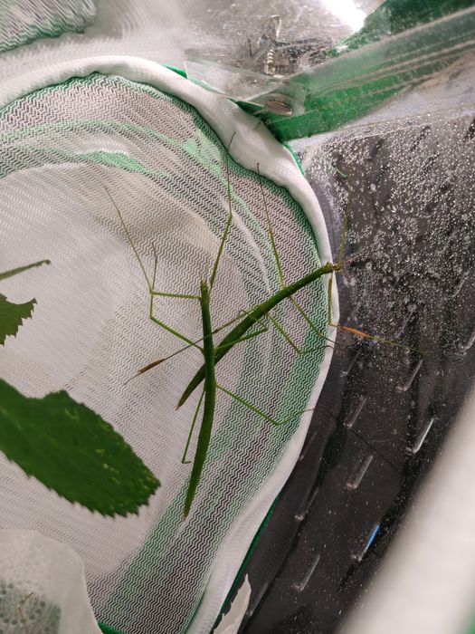 Zestaw pokarmu dla patyczaków