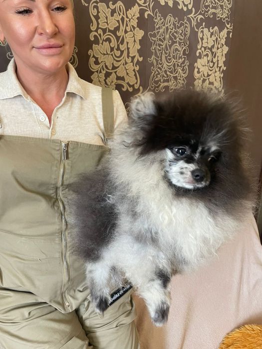 Продам цуценят породи померанський шпіц