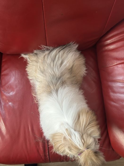 Suczka rasy shih tzu tricolor