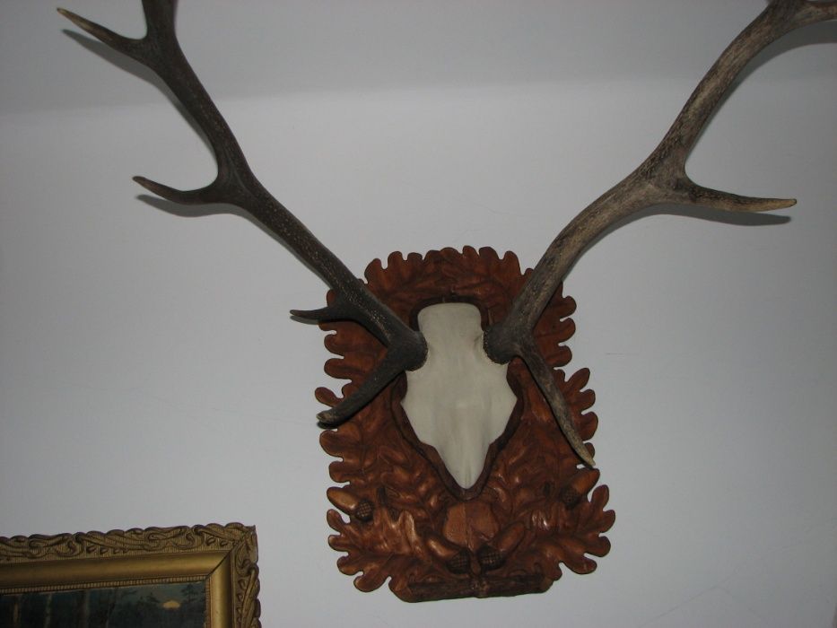 Poroże jelenia z wyrzeźbioną czaszką