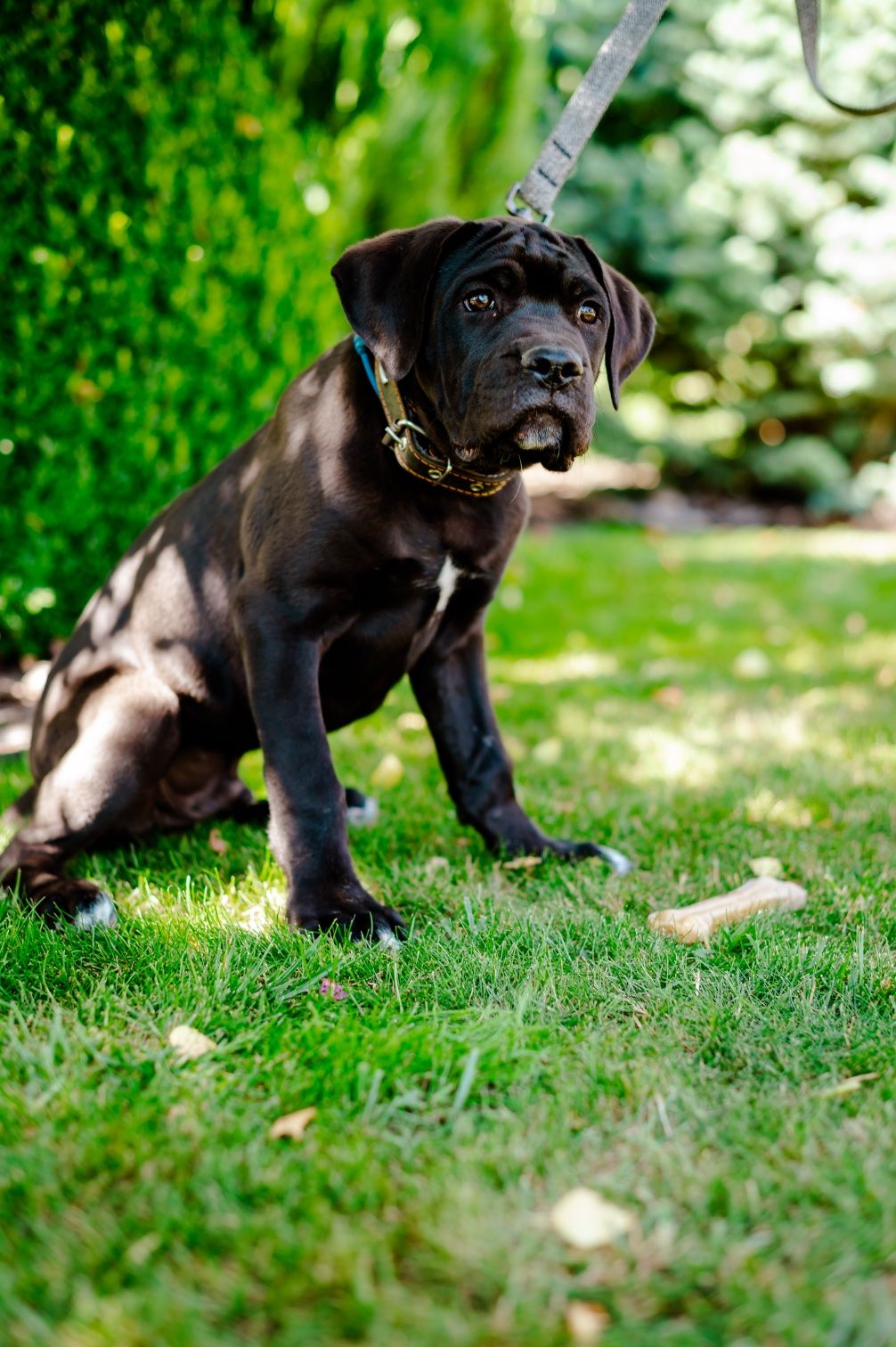 Кане корсо цуценята КСУ щенки Cane corso