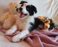 Border collie suczka